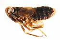 Achorotile coloradensis