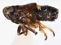 Achorotile curvata