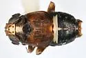 Achorotile curvata - photo 2