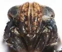 Achorotile curvata - photo 3
