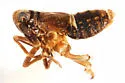 Achorotile curvata - photo 4
