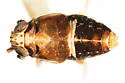 Achorotile curvata - photo 5
