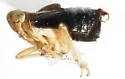 Achorotile distincta - Achorotile distincta