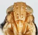 Achorotile distincta - photo 3