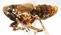 Achorotile distincta - photo 4