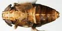Achorotile distincta - photo 5