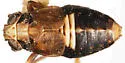 Achorotile pediforma - photo 2