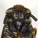 Achorotile stylata - photo 3