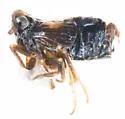 Achorotile subarctica