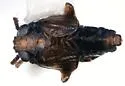 Achorotile subarctica - photo 2