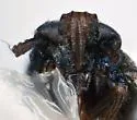 Achorotile subarctica - photo 3