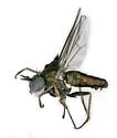 Achradocera arcuata