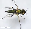 Achradocera arcuata - photo 2