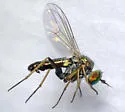 Achradocera arcuata - photo 3