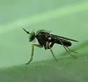 Achradocera barbata