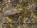 Achradocera barbata - photo 2