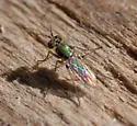 Achradocera barbata - photo 4