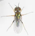 Achradocera barbata - photo 5