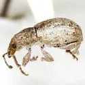 Achrastenus griseus - photo 2