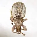 Achrastenus griseus - photo 3