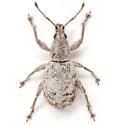 Achrastenus griseus - photo 4