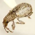 Achrastenus griseus - photo 5