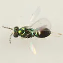 Achrysocharoides tetrapunctatus