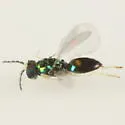 Achrysocharoides tetrapunctatus - photo 2