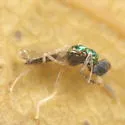 Achrysocharoides tetrapunctatus - photo 3