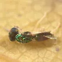 Achrysocharoides tetrapunctatus - photo 4