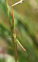 Long-headed Toothpick Grasshopper