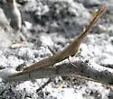 Long-headed Toothpick Grasshopper - photo 2