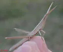 Long-headed Toothpick Grasshopper - photo 3