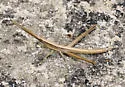 Long-headed Toothpick Grasshopper - photo 4
