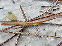 Long-headed Toothpick Grasshopper - photo 5