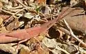 Sumichrast Toothpick Grasshopper