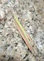 Sumichrast Toothpick Grasshopper - photo 2