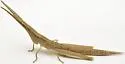 Sumichrast Toothpick Grasshopper - photo 3