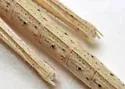 Sumichrast Toothpick Grasshopper - photo 4