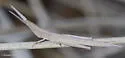 Sumichrast Toothpick Grasshopper - photo 5