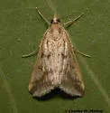 Achyra bifidalis - Hodges#4974