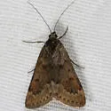Achyra occidentalis - Hodges#4976