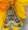 Achyra occidentalis - Hodges#4976 - photo 2