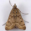 Achyra occidentalis - Hodges#4976 - photo 3