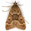 Achyra occidentalis - Hodges#4976 - photo 4