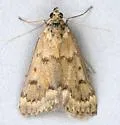Achyra occidentalis - Hodges#4976 - photo 5