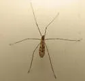 Achyrolimonia neonebulosa - Achyrolimonia neonebulosa