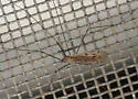 Achyrolimonia neonebulosa - photo 2