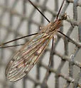 Achyrolimonia neonebulosa - photo 3