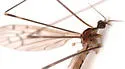 Achyrolimonia neonebulosa - photo 4